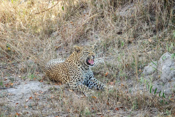Leopardo bocejando na grama . — Fotografia de Stock