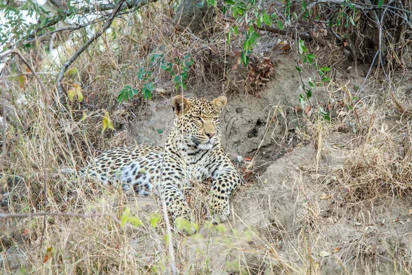 Leopardo deitado na grama . — Fotografia de Stock