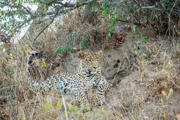 Леопард лежит в траве . — стоковое фото