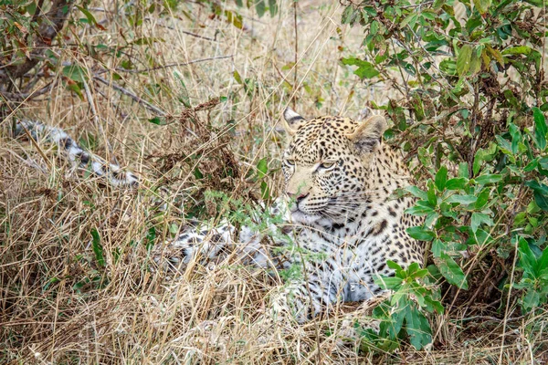Leopardo che posa nell'erba . — Foto Stock