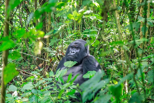 Silverback Mountain gorilla sitting in leaves. — Stock Photo, Image