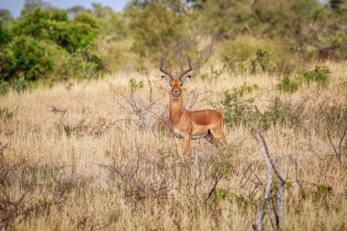 Erkek Impala kameraya yıldızı.
