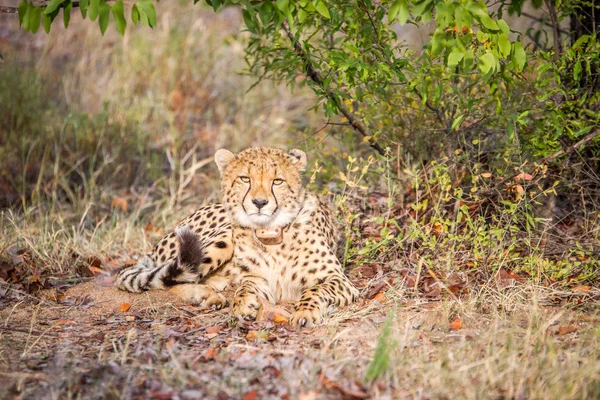 Cheetah avec la caméra . — Photo