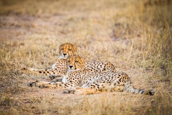 Two Cheetahs laying in the grass. — Stock Photo, Image