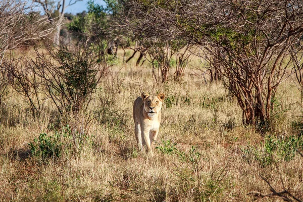 Kameranın doğru yürüyüş aslan.