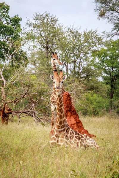 Giraffe laying down. — Stock Photo, Image