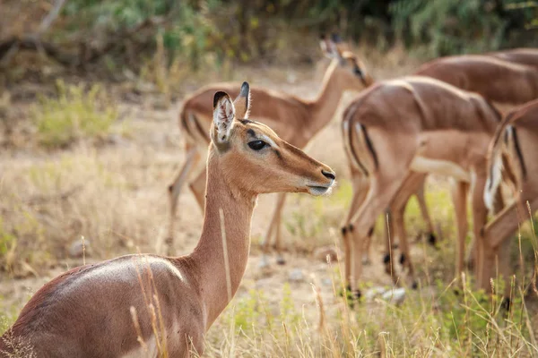 Avvicinamento di una femmina Impala . — Foto Stock