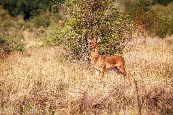 Manliga Impala huvudrollen på kameran. — Stockfoto