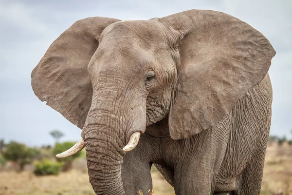 Elefante protagonizado por la cámara . — Foto de Stock