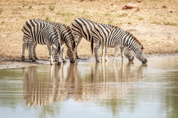 Ivás négy zebrák. — Stock Fotó