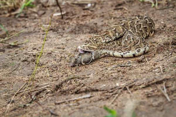 Puff adder utfodring på en mus. — Stockfoto