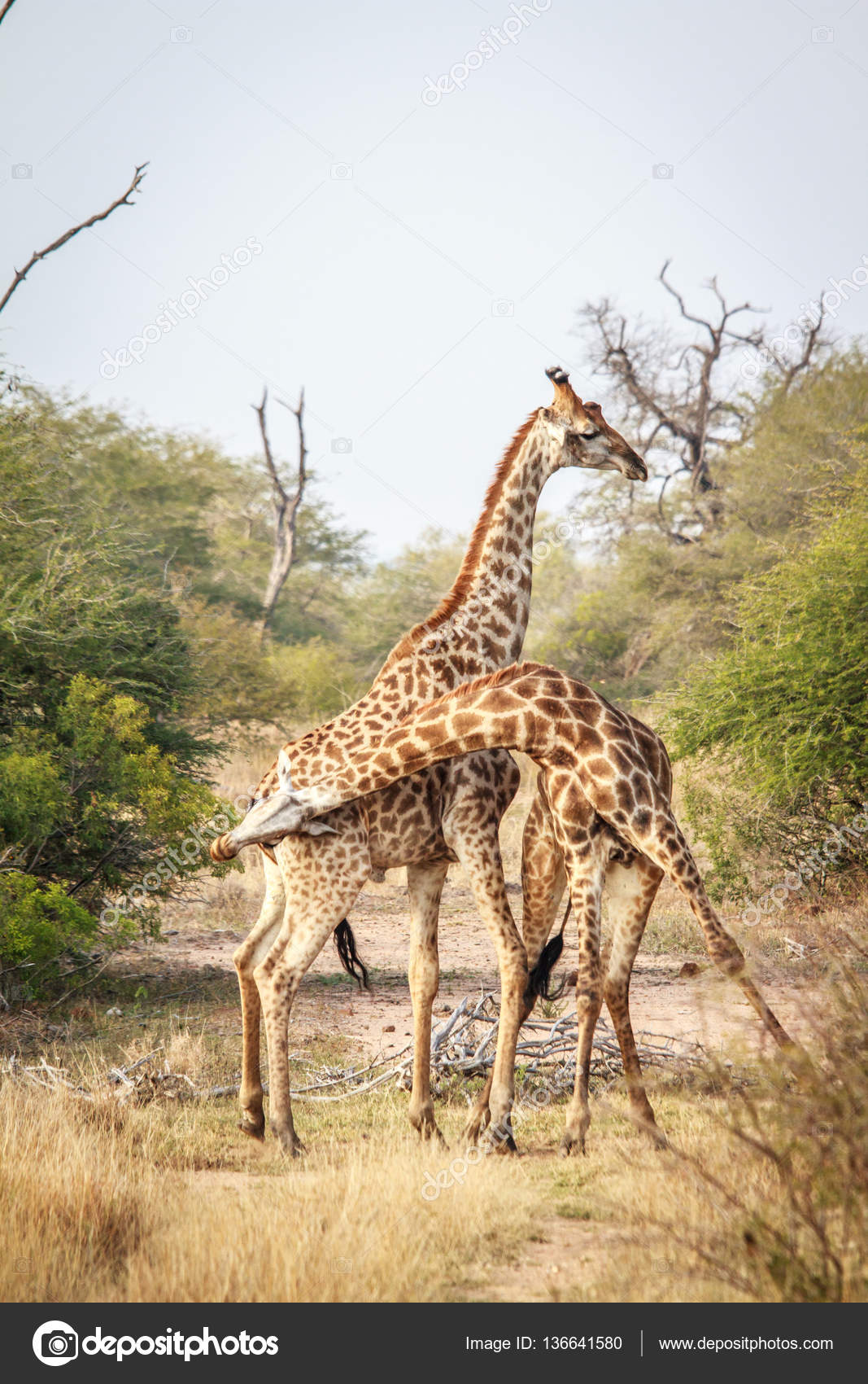 Two Giraffes fighting. — Stock Photo © Simoneemanphotography #136641580, image size:1067x1700