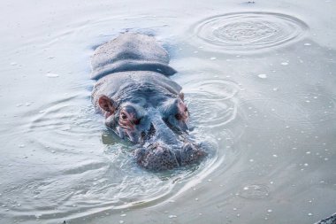 Hippo in the water. clipart