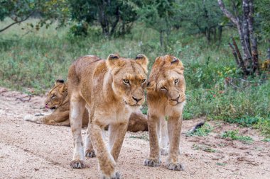 İki genç aslanlar yapıştırma.