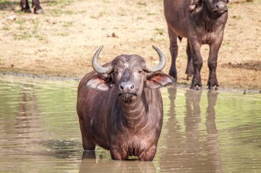 Afrika manda ayakta su.