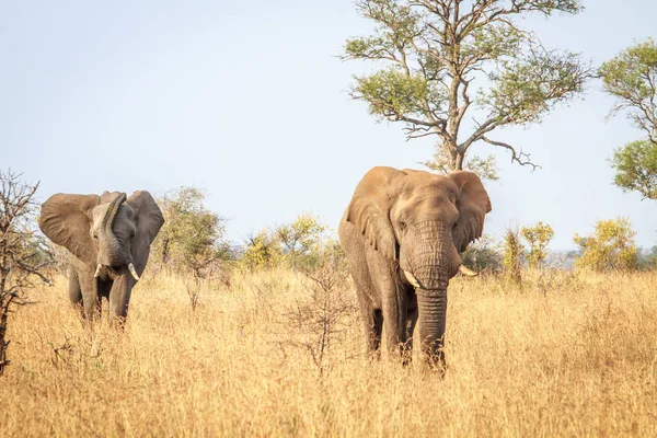 Elefantes caminando hacia la cámara . — Foto de Stock