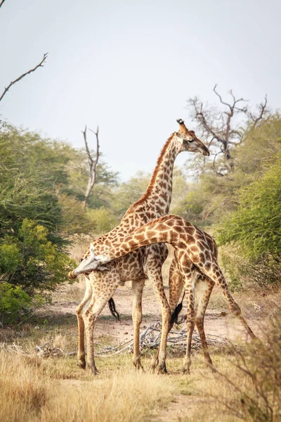 Dos jirafas peleando . — Foto de Stock
