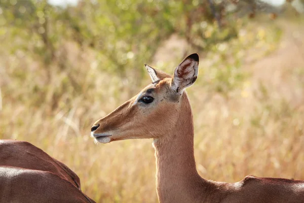 Perfil lateral de uma fêmea Impala . — Fotografia de Stock