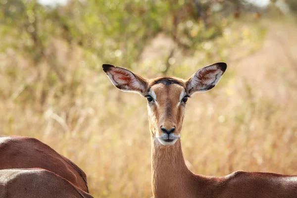 Ženské Impala hrají na kameru. — Stock fotografie