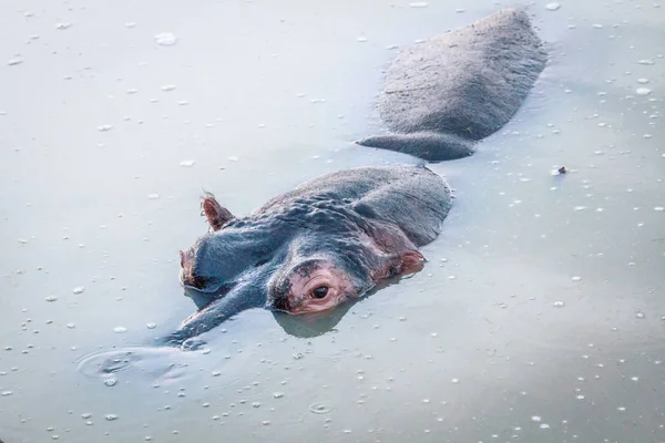 Hroch ve vodě. — Stock fotografie
