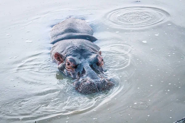Hippo in the water. — Stock Photo, Image