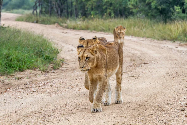 Tre giovani leoni che camminano verso la macchina fotografica . — Foto Stock