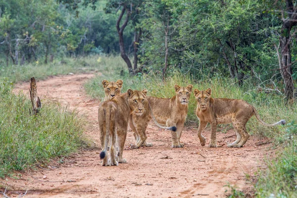 Four young Lions starring at the camera.animal, cat, wild, lion, wildlife, nature, feline, carnivore, african, dangerous, leo, big, safari, king, hunter, danger, africa, predator, roar, majestic, prid