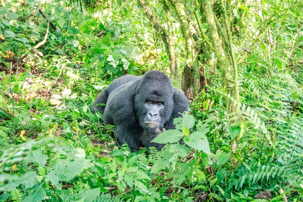 Spoczynku Silverback Mountain gorilla. — Zdjęcie stockowe