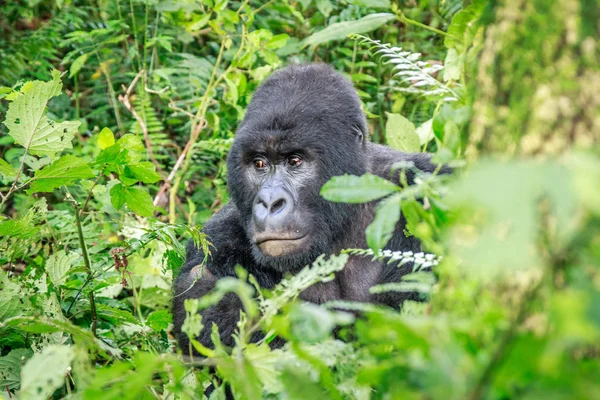 Силвербэковая горилла сидит в листьях . — стоковое фото