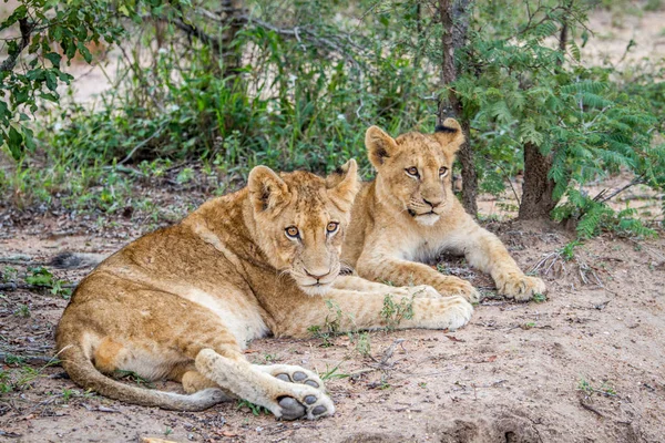 Due cuccioli di leone sdraiati nella sabbia . — Foto Stock