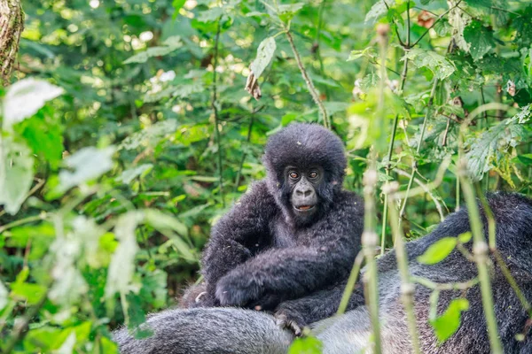 Baby Mountain gorilla, siedząc na goryla. — Zdjęcie stockowe