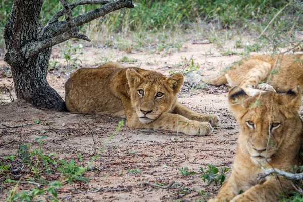 Lion cub laying in the sand. — Stock Photo, Image