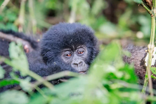 Close up of a baby Mountain gorilla. — Stock Photo, Image