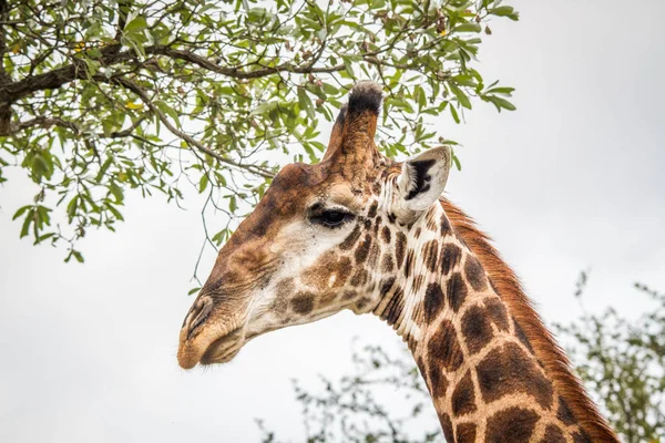 Comer jirafa en el Kruger . — Foto de Stock