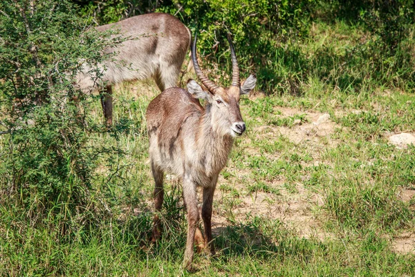 Male Waterbuck starring at the camera. — Stock Photo, Image