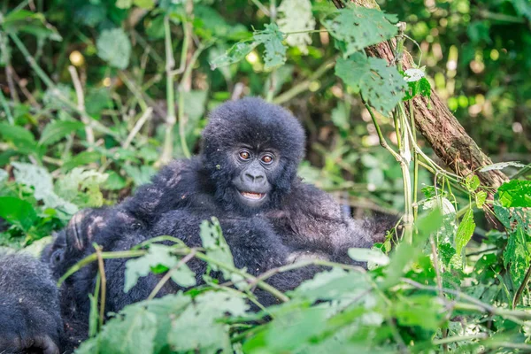 Baby Mountain gorilla sitting in leaves. — Stock Photo, Image