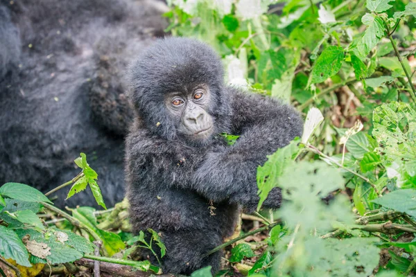 Bebé gorila de montaña sentado en hojas . — Foto de Stock