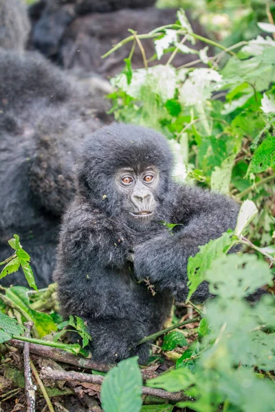Bebé gorila de montaña sentado en hojas . — Foto de Stock