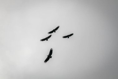 Ak sırtlı akbaba uçan siluetleri.