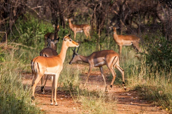 Groep van vrouwelijke Impalas op de weg. — Stockfoto