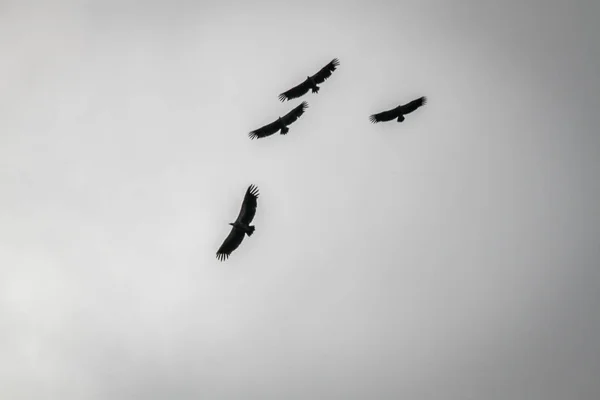 Silhuetas de abutres voadores apoiados por brancos . — Fotografia de Stock