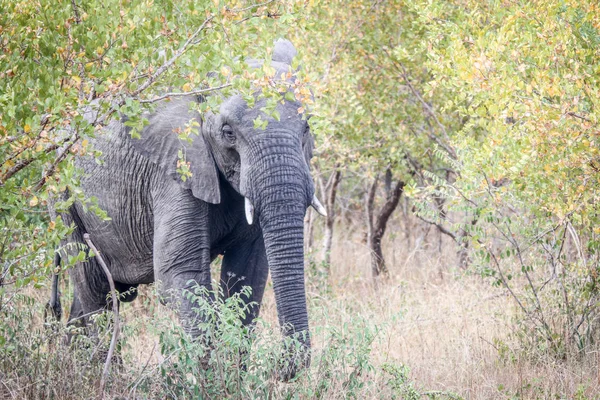 Слон прячется за деревом . — стоковое фото