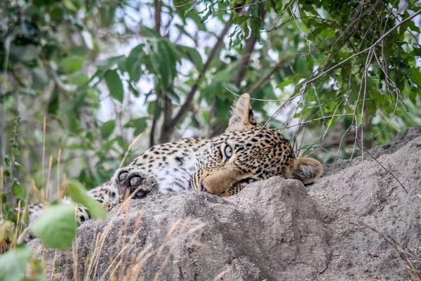 Leopardo durmiendo en una montura de termitas . — Foto de Stock