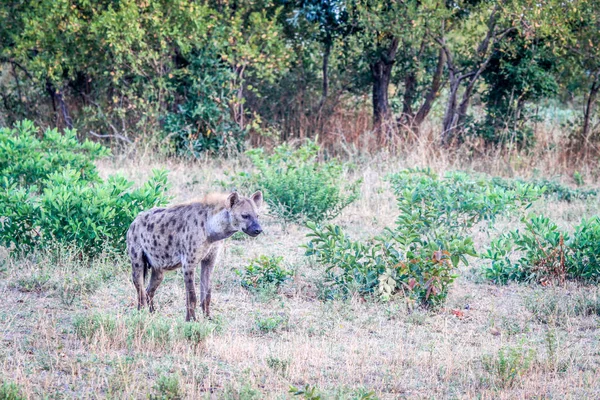 Fläckig hyena i gräset. — Stockfoto