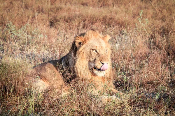雄のライオンは草に敷設. — ストック写真