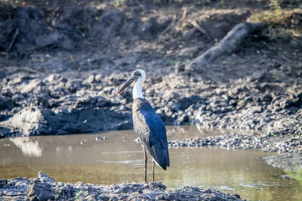 Cigogne à cou laineux debout à côté de l'eau . — Photo