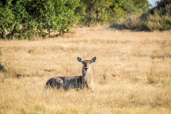 Waterbuck 잔디에 누워. — 스톡 사진