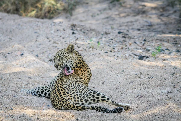 Leopard grooming själv. — Stockfoto