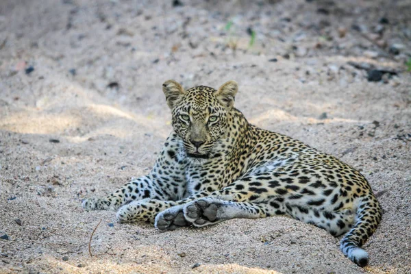 Leopard om i sanden. — Stockfoto