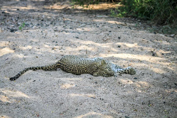Leopard v písku. — Stock fotografie